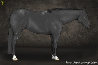 Horse Color:Smoky Black 