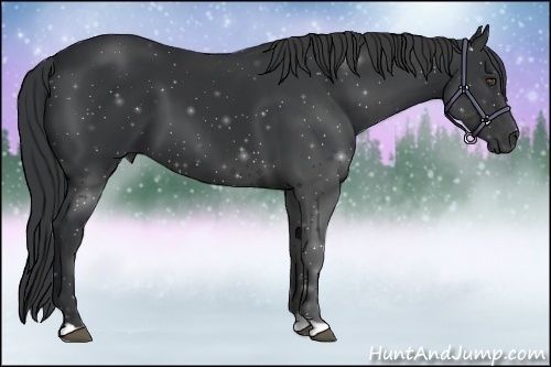 Horse Color:Black 