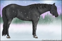 Horse Color:Black 