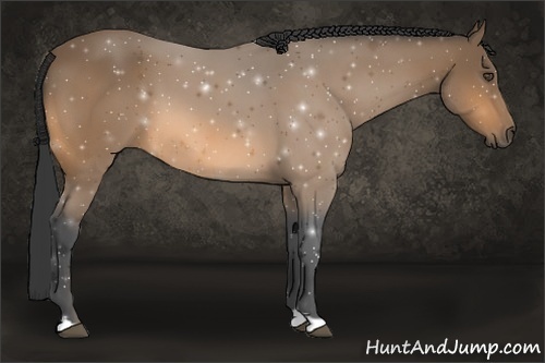 Horse Color:Buckskin 