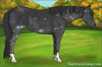 Horse Color:Black 