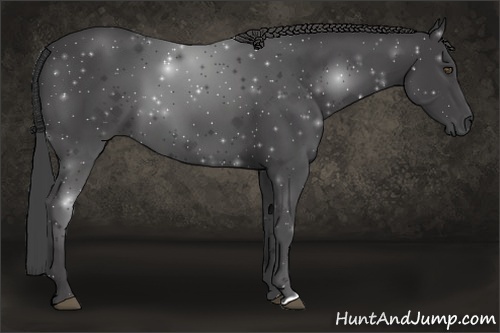 Horse Color:Smoky Black 