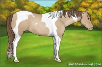 Horse Color:Grullo Pearl Tobiano