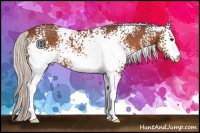 Horse Color:White Spotted Silver Bay 