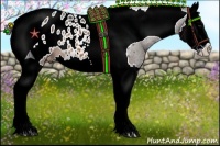 Horse Color:Brown Splash Tobiano Appaloosa