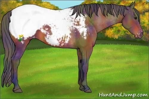 Horse Color:Nacre Bay Appaloosa 