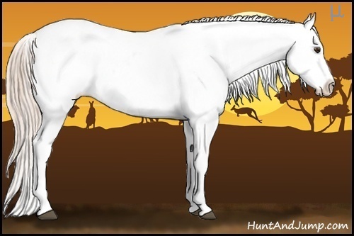 Horse Color:Palomino Appaloosa