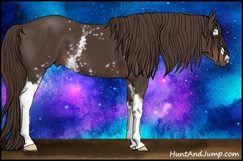 Horse Color:White Spotted Liver Chestnut 