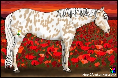 Horse Color:Palomino Near Leopard