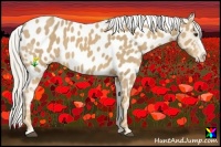 Horse Color:Palomino Near Leopard 