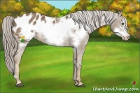 Horse Color:Chocolate Palomino Frame Appaloosa Rabicano