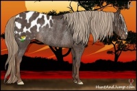 Horse Color:Liver Chestnut Appaloosa Rabicano 