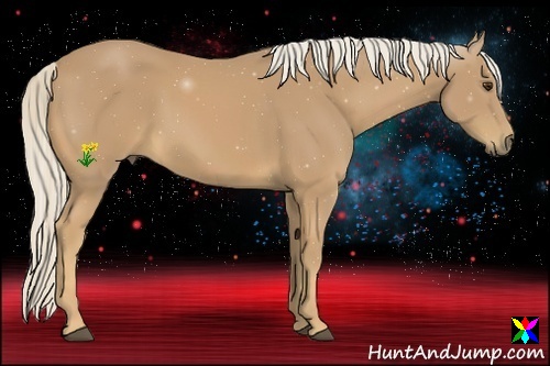 Horse Color:Palomino
