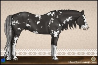 Horse Color:White Spotted Liver Chestnut Splash 