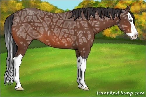 Horse Color:Bay Ice Splash