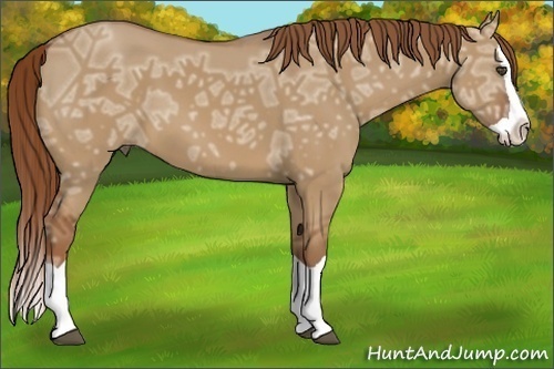 Horse Color:Red Dun Ice Splash 