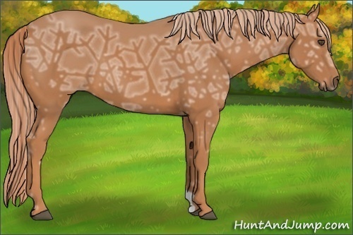 Horse Color:Chestnut Ice