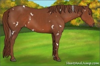 Horse Color:White Spotted Chestnut