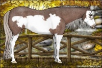 Horse Color:Silver Bay Roan Splash Frame 