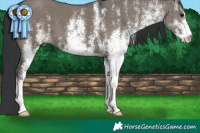 Horse Color:White Spotted Grullo 