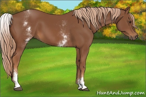 Horse Color:White Spotted Chestnut