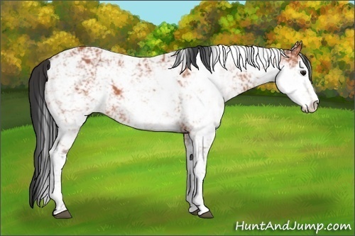 Horse Color:Bay Sabino 
