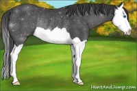 Horse Color:Smoky Black Splash Rabicano 