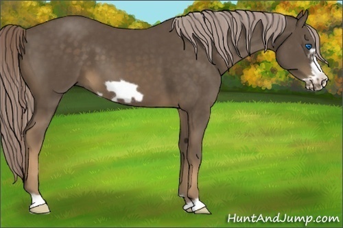 Horse Color:Chocolate Palomino Frame 