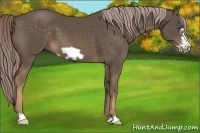 Horse Color:Chocolate Palomino Frame 
