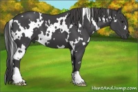 Horse Color:White Spotted Smoky Black