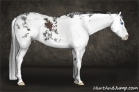 Horse Color:Black Sabino Splash 