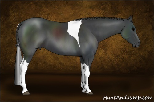 Horse Color:Black Sabino Tobiano 