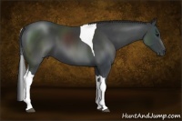 Horse Color:Black Sabino Tobiano 