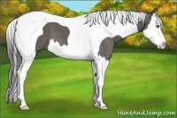 Horse Color:Grullo Splash Tobiano