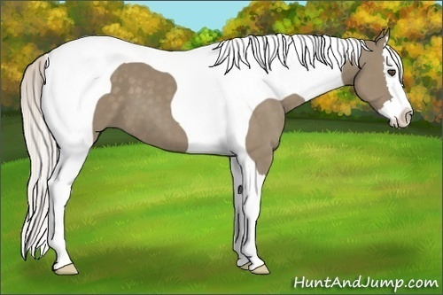 Horse Color:Silver Grullo Splash Tobiano