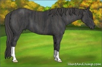 Horse Color:Black  Brindle