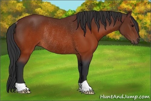 Horse Color:Brown Rabicano 