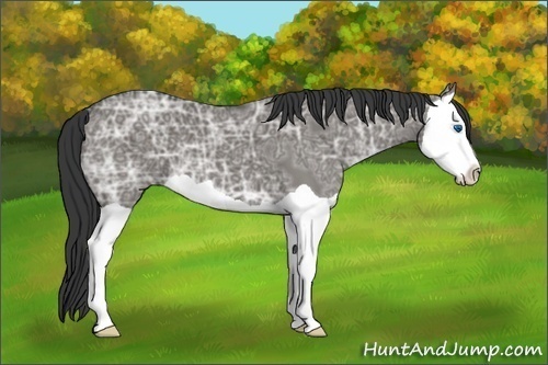 Horse Color:Grullo Ice Splash