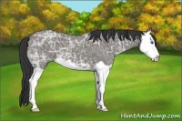 Horse Color:Grullo Ice Splash 