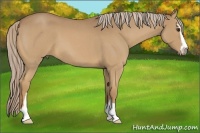Horse Color:Palomino Roan Sabino