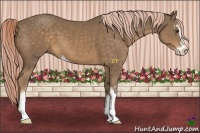 Horse Color:Chocolate Palomino Sabino 