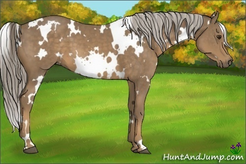 Horse Color:White Spotted Chocolate Palomino
