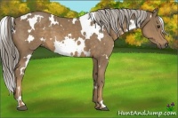 Horse Color:White Spotted Chocolate Palomino 