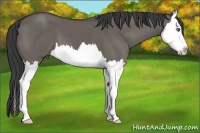 Horse Color:Grullo Sabino Splash 