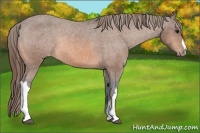 Horse Color:Buckskin Varnish Rabicano 