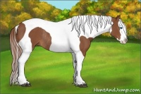 Horse Color:Chestnut Splash Tobiano Rabicano