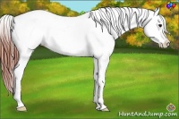 Horse Color:Brown Dun Varnish