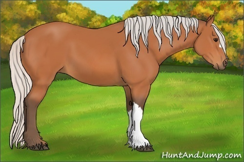 Horse Color:Silver Bay 