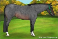 Horse Color:Brown Roan 