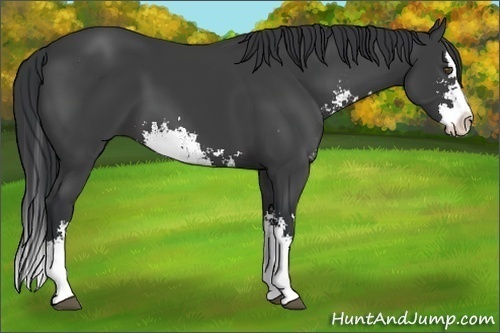 Horse Color:Black Sabino Splash